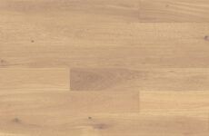 Dąb Banana Song Grande