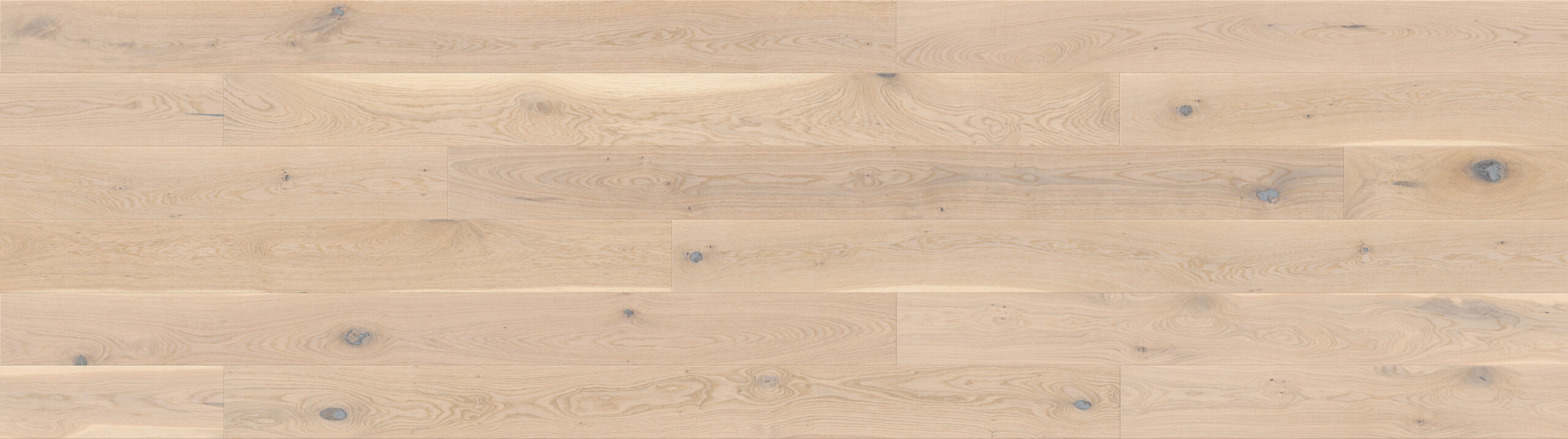 Dąb Biscuits Grande