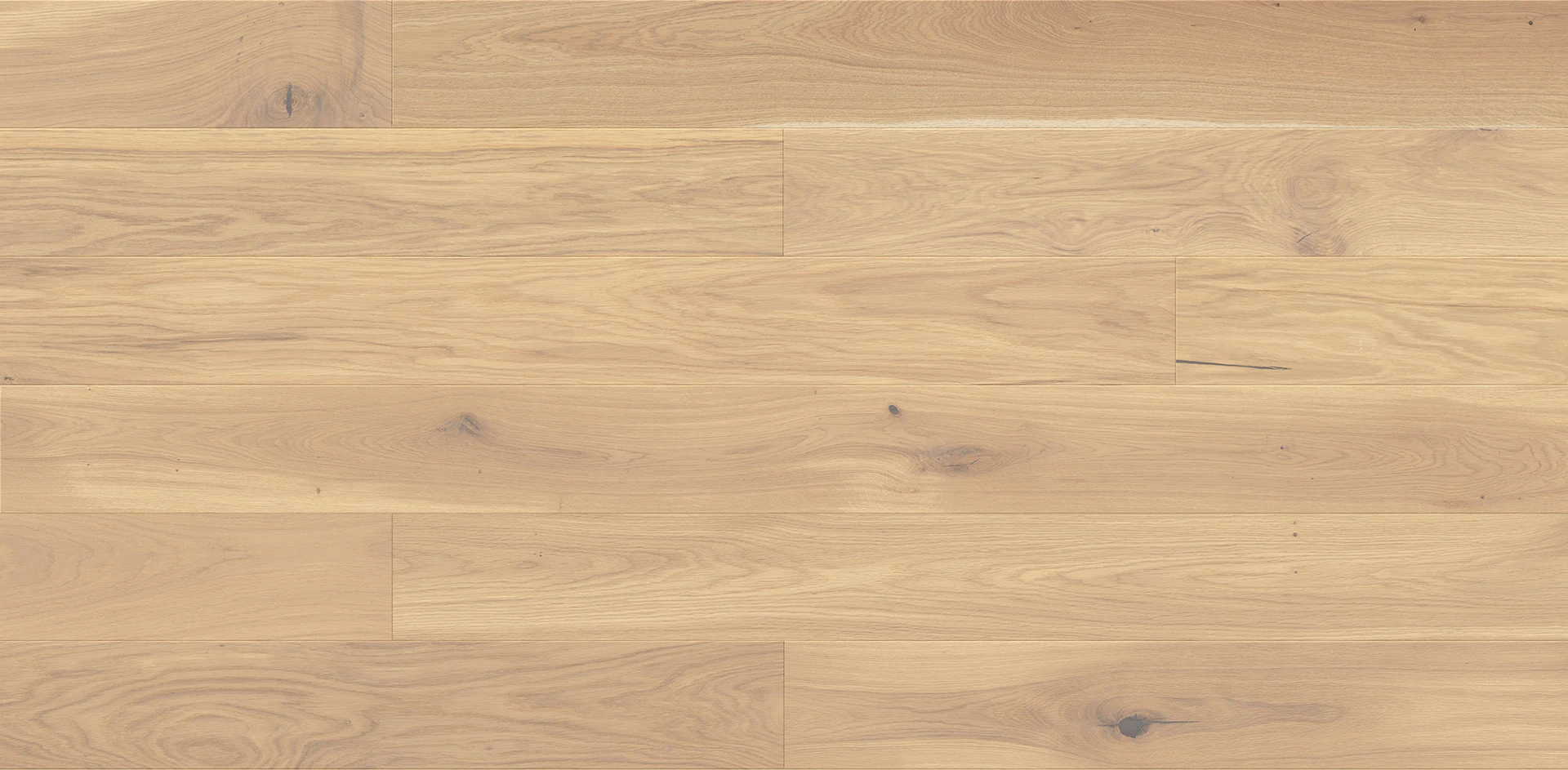 Dąb Mont Blanc Grande