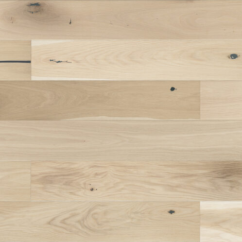 Dąb Creme Brulee Grande