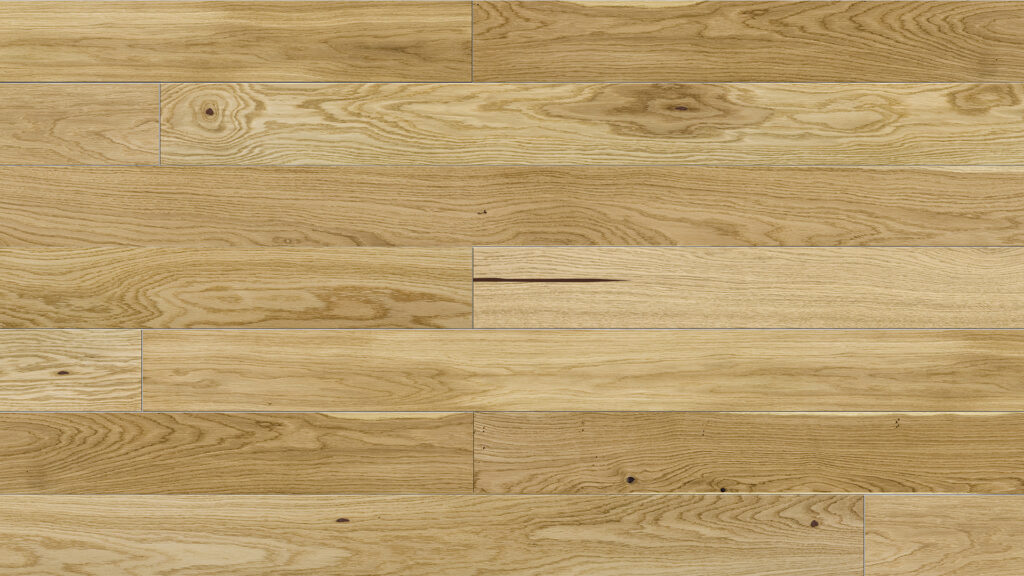 Dąb Askania Piccolo