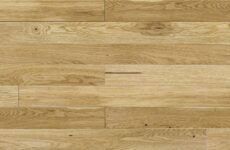 Dąb Askania Piccolo