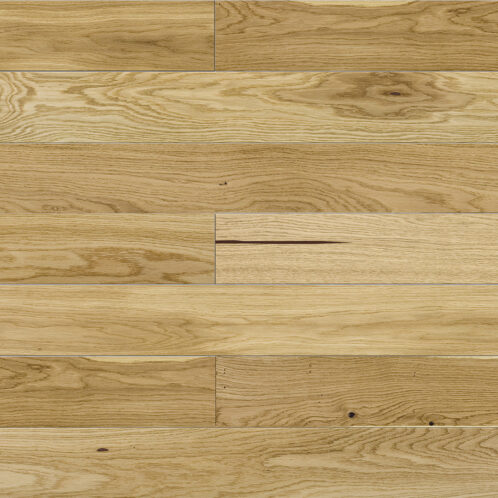 Dąb Askania Piccolo